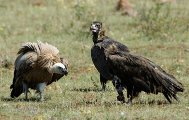 Vautour moine,Aegypius monachus, Cinereous Vulture, Vautour fauve,Gyps fulvus, Griffon Vulture, Parc naturel régional des grands causses 48, Lozere, France