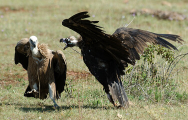 Vautour moine,Aegypius monachus, Cinereous Vulture, Vautour fauve,Gyps fulvus, Griffon Vulture, Parc naturel régional des grands causses 48, Lozere, France