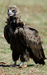 Vautour moine,Aegypius monachus, Cinereous Vulture, Parc naturel régional des grands causses 48, Lozere, France