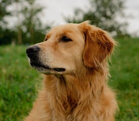 Golden retriever dog in profile outdoors.