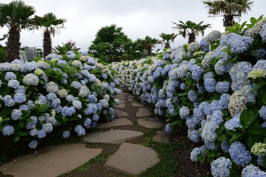 Hydrangea macrophylla, called Suguk in Korea, is a deciduous shrub with big leaves and vibrant flower clusters. Native to Asia, it is highly valued in landscaping and summer gardens.