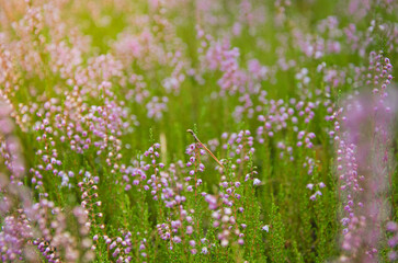 Blooming heather in Masovian forest at sunrise