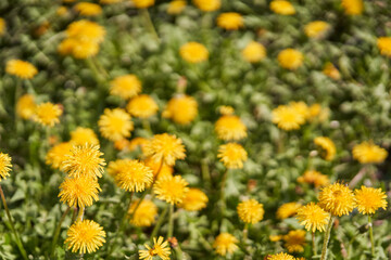 Bright yellow dandelions in a lush green meadow under sunshine.