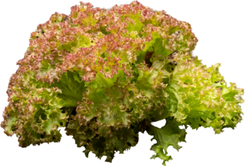 Fresh lollo rosso lettuce growing in garden soil