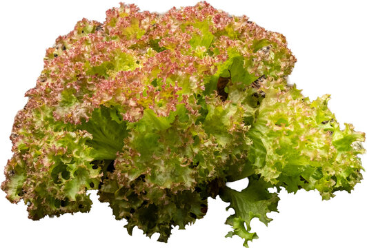 Fresh lollo rosso lettuce growing in garden soil