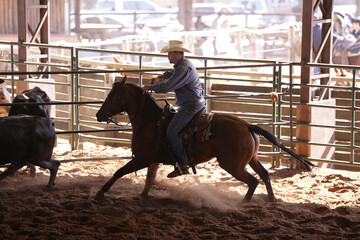  cowboy, riding a quarter horse in a cattle sorting competition called Ranch Sorting, with numbered...