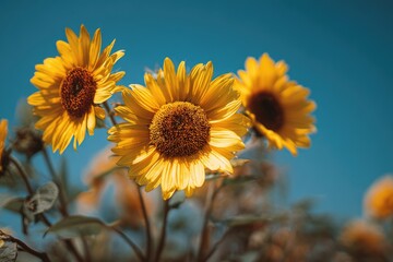 Obraz premium Close-up of three sunflowers against a vibrant blue sky
