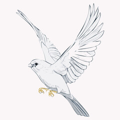  black line drawing of canary bird in flight with lines to write on, on white background