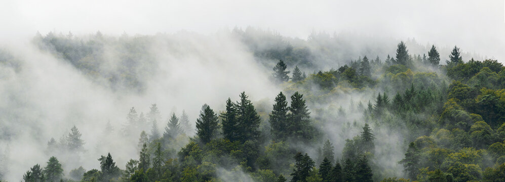 Low clouds and fog swirling through pine trees covering a mountainside, wide panorama