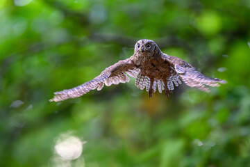 The Eurasian Scops Owl is landing on a branch in the forest.