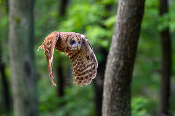 The tawny owl flies through the forest between the trees, looking for something to catch.