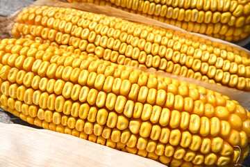 dry corn cobs on weathered wood, natural sunlight