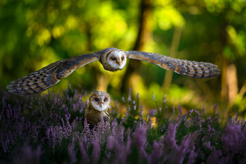 A barn owl flies over the head of a barn owl chick, which is watching how flying works.