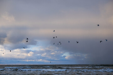 Fototapeta premium Majestic seagulls soaring above tranquil ocean waves under a dramatic sky, showcasing the beauty of nature and the vibrant colors of sunset with copy space