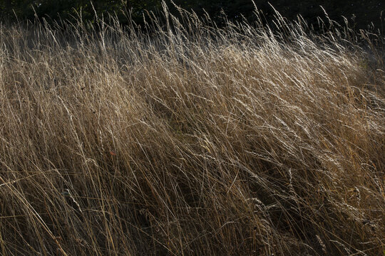 Wild grass in Le Mesnil en Ouche, Eure, France