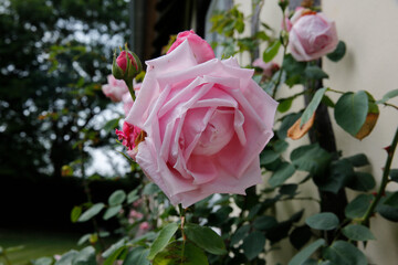 Roses in Le Mesnil en Ouche, Eure, France