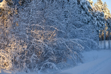 Snow-covered trees glisten under bright sunlight on a winter day, showcasing the beauty of nature in a serene, frozen landscape with copy space