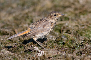 female house sparrow