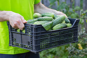 Cucumbers are lying in a box. A man is carrying a lot of green cucumbers in a box. 
The man's hands...