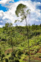 Fototapeta premium Trees and cultivated fields in central Rwanda