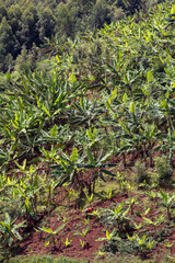 Banana tree plantation in central Rwanda