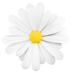 White Daisy Flower Isolated on Transparent Background PNG