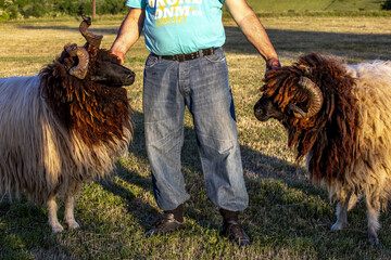 Cattle herder near Istog, Kosovo