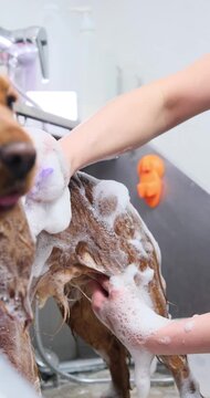 Professional veterinarian washing golden retriever with purple sponge, performing thorough grooming inside modern veterinary clinic. Vertical video
