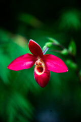 Fototapeta premium flowers 