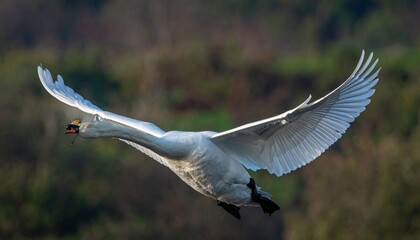Obraz premium cisne real (Cygnus olor) en primer plano, volando con las alas extendidas. Se aprecian en detalle sus plumas blancas impecables, el cuello largo y elegante curvado, y el pico anaranjado