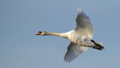 Obraz premium cisne real (Cygnus olor) en primer plano, volando con las alas extendidas. Se aprecian en detalle sus plumas blancas impecables, el cuello largo y elegante curvado, y el pico anaranjado