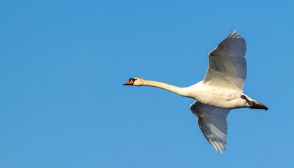 cisne real (Cygnus olor) en primer plano, volando con las alas extendidas. Se aprecian en detalle sus plumas blancas impecables, el cuello largo y elegante curvado, y el pico anaranjado