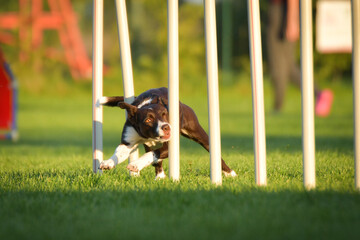 Dog is running slalom on his agility training on agility summer camp czech agility slalom.	
