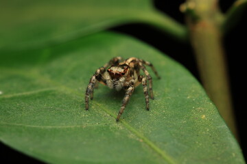  The jumping spider (Salticidae) is a predatory spider with eight eyes, large front pair for accurate vision, and legs covered with fine hairs for gripping and leaping. It is commonly found on leaves