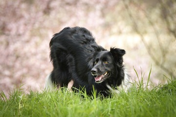 Spring portrait of dog in nature. He is so cute in the nature. He has so lovely face	
