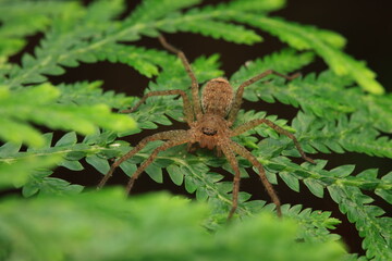 A macro photograph of a huntsman spider (Heteropoda venatoria) resting on a green leaf. With a flattened brown body and long, strong legs, this species hunts actively without webs,