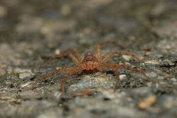 A photograph of a wolf spider (Family: Lycosidae) with brown body coloration and camouflage patterns blending with the environment. The spider rests on a stone-like surface, 