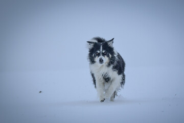 Tricolor border collie is running on the field in the snow. He is so fluffy dog.