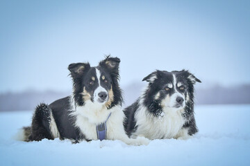 Tricolor border collies are lying on the field in the snow. He is so fluffy dog