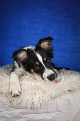 Cute Border Collie puppy lying on fluffy rug in studio. Adorable Border Collie puppy lying on a white fluffy rug against a blue studio background. The young dog looks directly at the camera.