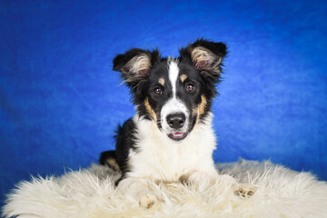 Fototapeta premium Cute Border Collie puppy lying on fluffy rug in studio. Adorable Border Collie puppy lying on a white fluffy rug against a blue studio background. The young dog looks directly at the camera.
