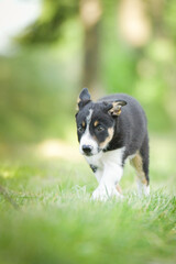 Spring portrait of dog in nature. He is so cute in the nature. He has so lovely face	
