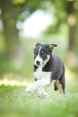 Spring portrait of dog in nature. He is so cute in the nature. He has so lovely face	
