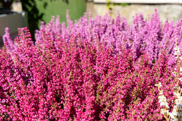 Fototapeta premium Vibrant pink and purple flowering plants create a stunning garden display, showcasing nature's beauty and diversity in a lush outdoor environment filled with greenery