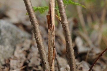 Ribes mandshuricum, called Kkachibabnamu in Korea, is a deciduous shrub. It grows in Korean mountains and valleys, blooms in spring, and produces red fruits enjoyed by birds.