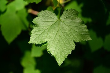 Ribes mandshuricum, called Kkachibabnamu in Korea, is a deciduous shrub. It grows in Korean mountains and valleys, blooms in spring, and produces red fruits enjoyed by birds.