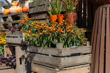 Vibrant orange flowers blooming in wooden planter boxes, surrounded by lush greenery and rustic decor, showcasing a charming home garden atmosphere