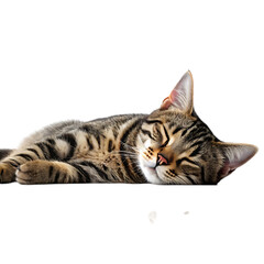 Fototapeta premium Cute cat portrait isolated on white background