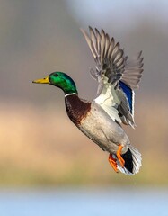 Obraz premium ánade real (Anas platyrhynchos) en primer plano, volando con las alas extendidas. Se aprecian en detalle las plumas marrones y grises del cuerpo, el característico cuello verde iridiscente del macho