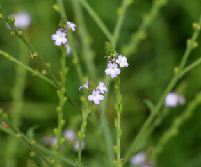 Fototapeta premium The medicinal plant Verbena officinalis grows in nature